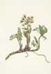 Pétasite du Nord Petasites hyperboreus - Mary Vaux Walcott — artwork view