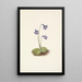 Grassette du Nord Pinguicula vulgaris - Mary Vaux Walcott — framed artwork on a wall
