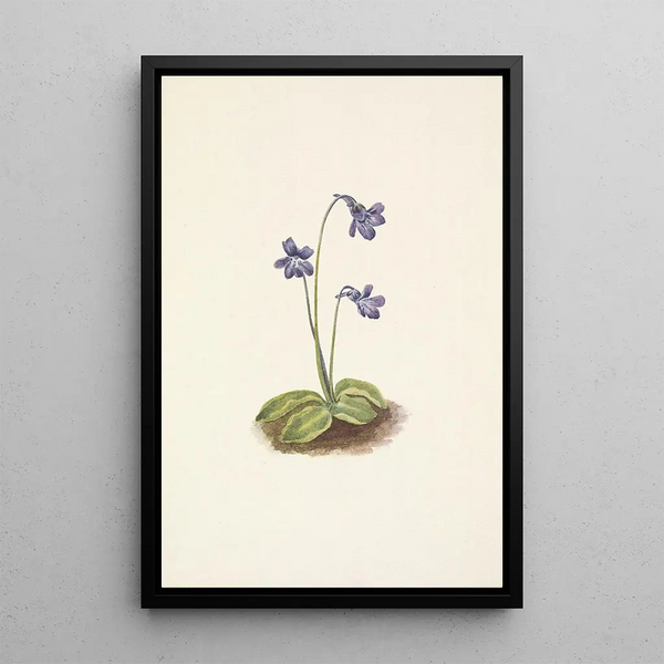 Grassette du Nord Pinguicula vulgaris - Mary Vaux Walcott — framed artwork on a wall