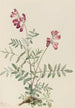 Hedysarum du Nord Hedysarum boreale - Mary Vaux Walcott — artwork view