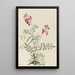 Hedysarum du Nord Hedysarum boreale - Mary Vaux Walcott — framed artwork on a wall