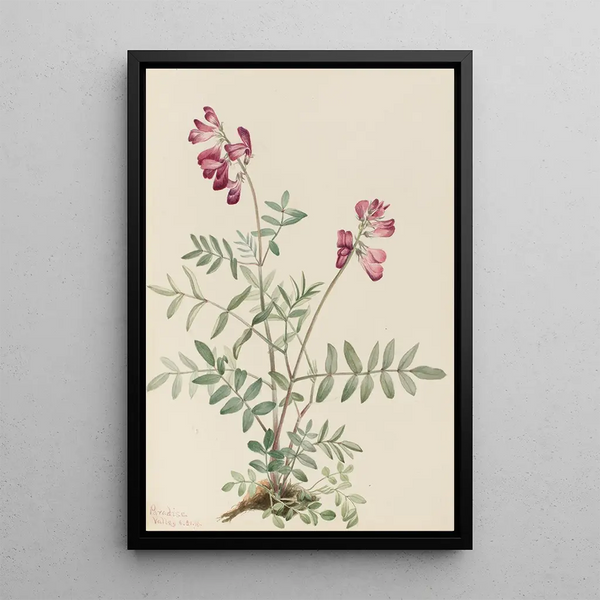Hedysarum du Nord Hedysarum boreale - Mary Vaux Walcott — framed artwork on a wall