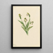 Sabot de Vénus du Nord Cypripedium passerinum - Mary Vaux Walcott — framed artwork on a wall