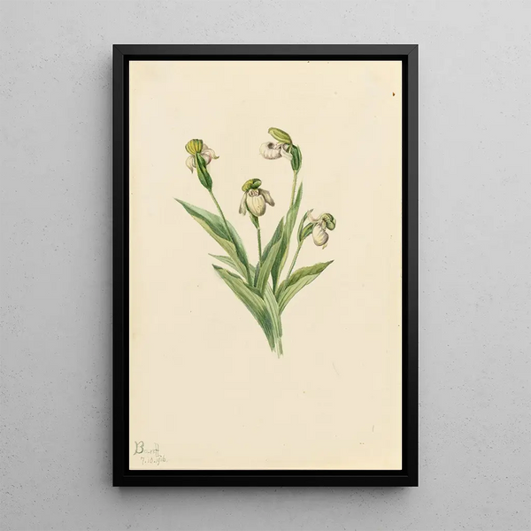 Sabot de Vénus du Nord Cypripedium passerinum - Mary Vaux Walcott — framed artwork on a wall