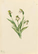 Sabot de Vénus du Nord Cypripedium passerinum - Mary Vaux Walcott — artwork view