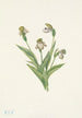 Sabot de Vénus du Nord Cypripedium passerinum - Mary Vaux Walcott — artwork view