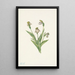 Sabot de Vénus du Nord Cypripedium passerinum - Mary Vaux Walcott — framed artwork on a wall
