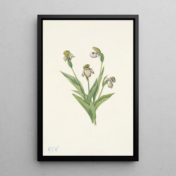 Sabot de Vénus du Nord Cypripedium passerinum - Mary Vaux Walcott — framed artwork on a wall