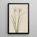 Onion of the North Allium sibiricum - Mary Vaux Walcott — framed artwork on a wall