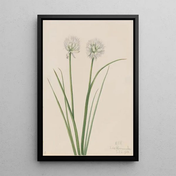 Onion of the North Allium sibiricum - Mary Vaux Walcott — framed artwork on a wall