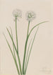 Onion of the North Allium sibiricum - Mary Vaux Walcott — artwork view