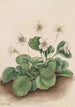 Clochettes d'Oconee Shortia galacifolia - Mary Vaux Walcott — artwork view