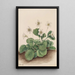 Clochettes d'Oconee Shortia galacifolia - Mary Vaux Walcott — framed artwork on a wall