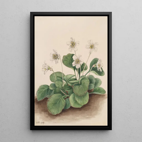 Clochettes d'Oconee Shortia galacifolia - Mary Vaux Walcott — framed artwork on a wall
