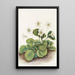 Clochettes d'Oconee Shortia galacifolia - Mary Vaux Walcott — framed artwork on a wall