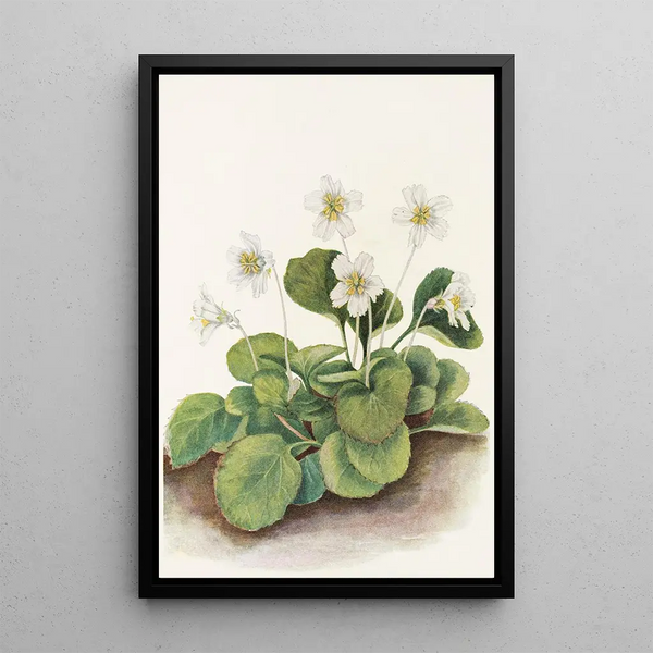 Clochettes d'Oconee Shortia galacifolia - Mary Vaux Walcott — framed artwork on a wall