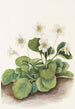 Clochettes d'Oconee Shortia galacifolia - Mary Vaux Walcott — artwork view