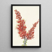 Ocotillo Fouquieria splendens - Mary Vaux Walcott — framed artwork on a wall