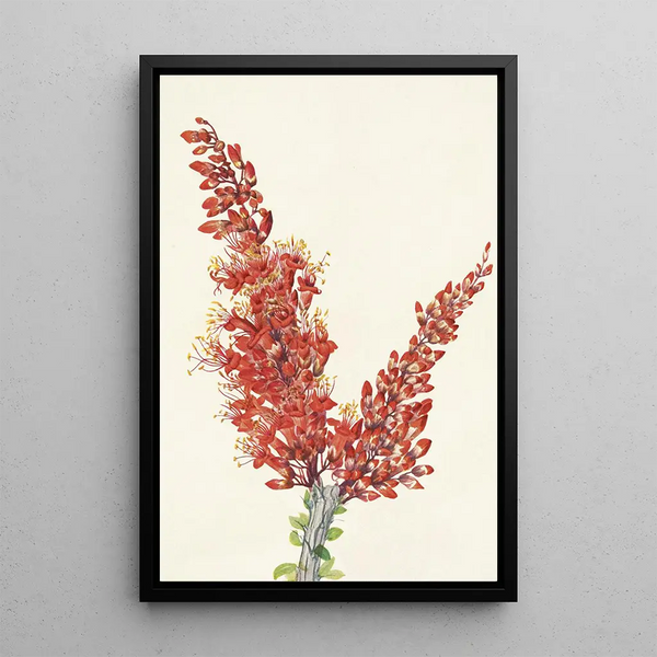 Ocotillo Fouquieria splendens - Mary Vaux Walcott — framed artwork on a wall