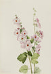 Mauve globe with orange eye Sphaeralcea davidsonii - Mary Vaux Walcott — artwork view