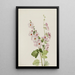 Mauve globe with orange eye Sphaeralcea davidsonii - Mary Vaux Walcott — framed artwork on a wall