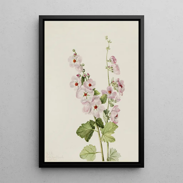 Mauve globe with orange eye Sphaeralcea davidsonii - Mary Vaux Walcott — framed artwork on a wall