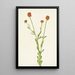 Polygale orange Polygala lutea - Mary Vaux Walcott — framed artwork on a wall