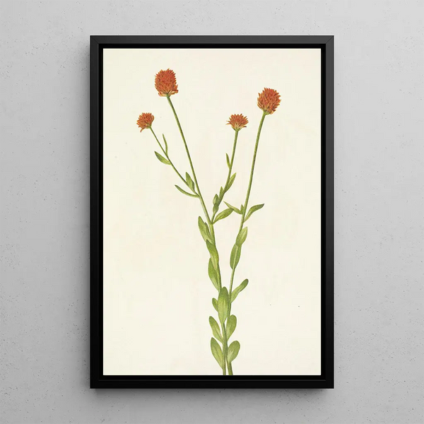 Polygale orange Polygala lutea - Mary Vaux Walcott — framed artwork on a wall