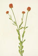 Polygale orange Polygala lutea - Mary Vaux Walcott — artwork view