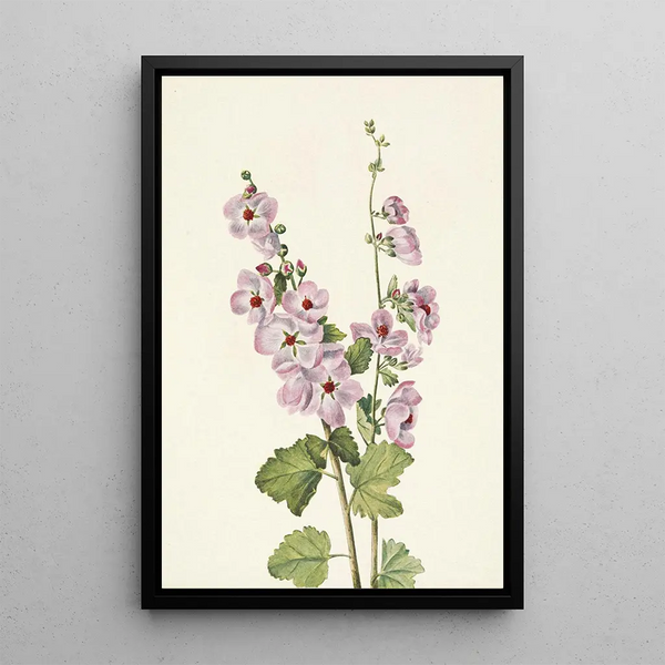 Mauve globe à œil orange Sphaeralcea davidsonii - Mary Vaux Walcott — framed artwork on a wall