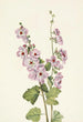 Mauve globe à œil orange Sphaeralcea davidsonii - Mary Vaux Walcott — artwork view