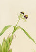 Orchidée Epidendrum cochleatum - Mary Vaux Walcott — artwork view