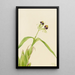Orchidée Epidendrum cochleatum - Mary Vaux Walcott — framed artwork on a wall