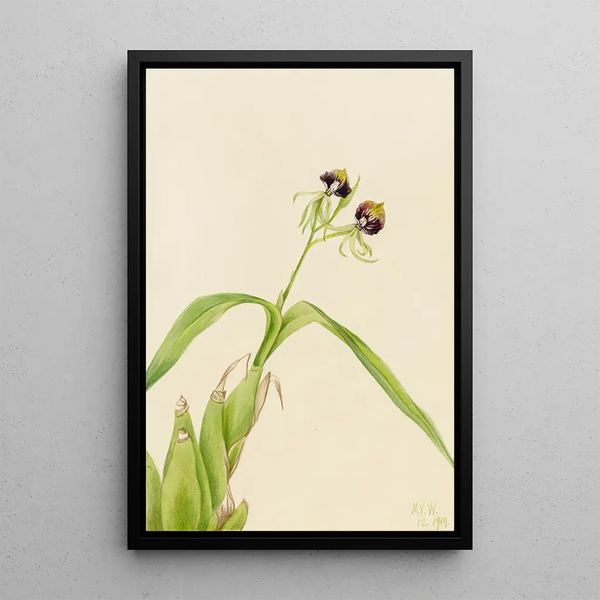 Orchidée Epidendrum cochleatum - Mary Vaux Walcott — framed artwork on a wall