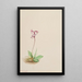 Orchis Orchis rotundifolia - Mary Vaux Walcott — framed artwork on a wall