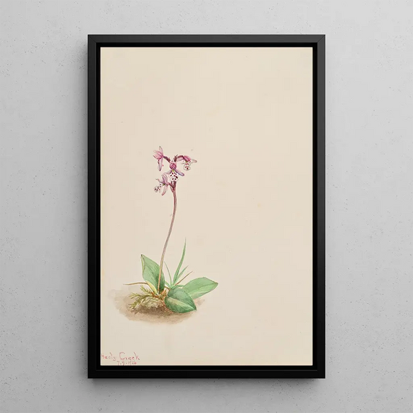 Orchis Orchis rotundifolia - Mary Vaux Walcott — framed artwork on a wall