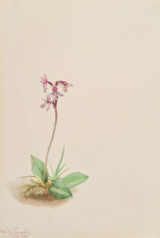 Mary Vaux Walcott - Orchis Orchis rotundifolia.webp