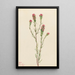 Trèfle hibou Orthocarpus tenuifolius - Mary Vaux Walcott — framed artwork on a wall
