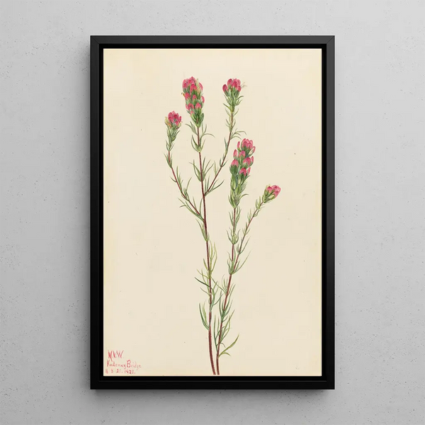 Trèfle hibou Orthocarpus tenuifolius - Mary Vaux Walcott — framed artwork on a wall