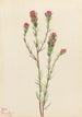 Trèfle hibou Orthocarpus tenuifolius - Mary Vaux Walcott — artwork view