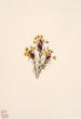 Trèfle hibou Orthocarpus erianthus - Mary Vaux Walcott — artwork view