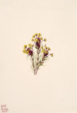 Mary Vaux Walcott - Owls Clover Orthocarpus erianthus.webp