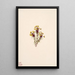 Trèfle hibou Orthocarpus erianthus - Mary Vaux Walcott — framed artwork on a wall