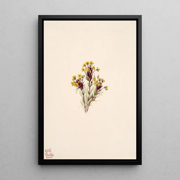 Trèfle hibou Orthocarpus erianthus - Mary Vaux Walcott — framed artwork on a wall