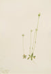 Oxytropis aepicola - Mary Vaux Walcott — artwork view