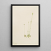 Oxytropis aepicola - Mary Vaux Walcott — framed artwork on a wall