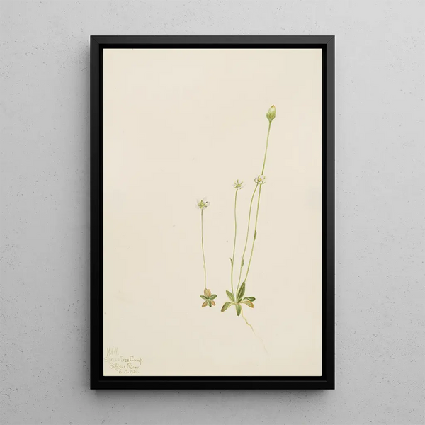 Oxytropis aepicola - Mary Vaux Walcott — framed artwork on a wall