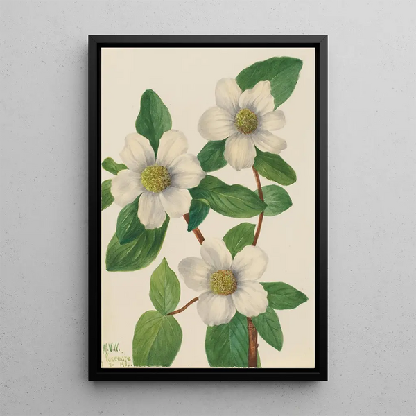 Pacific Dogwood Cornus nuttallii - Mary Vaux Walcott — framed artwork on a wall