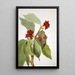 Pacific Dogwood Cornus nuttallii 2 - Mary Vaux Walcott — framed artwork on a wall