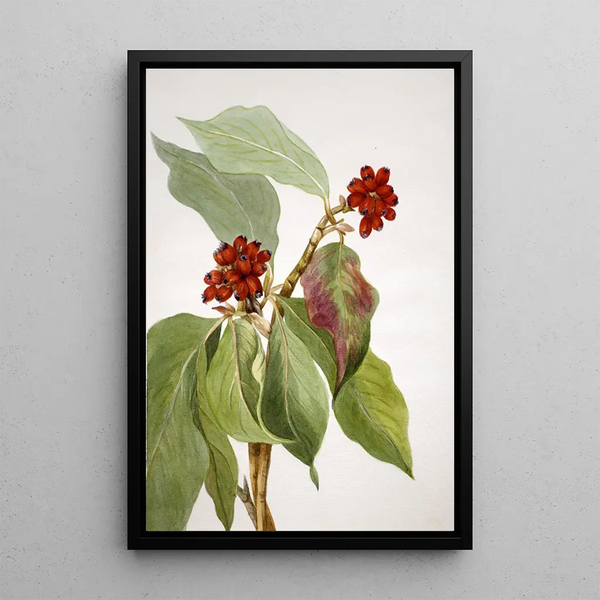 Pacific Dogwood Cornus nuttallii 2 - Mary Vaux Walcott — framed artwork on a wall